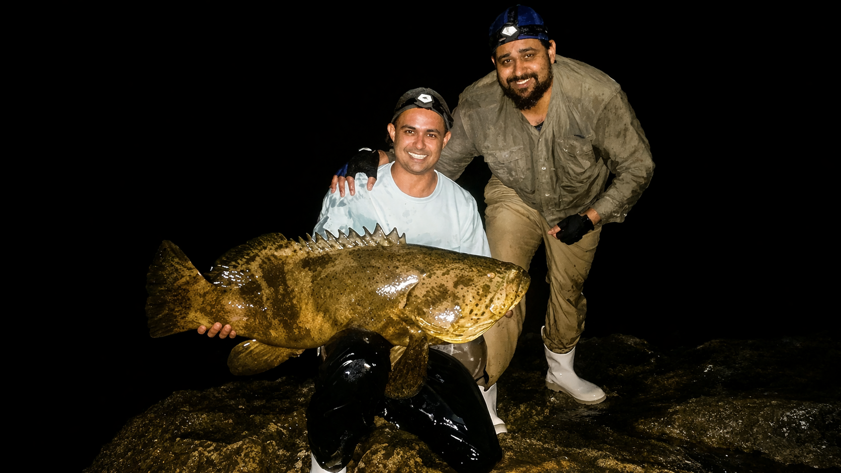 Goliath grouper — Melbourne, FL